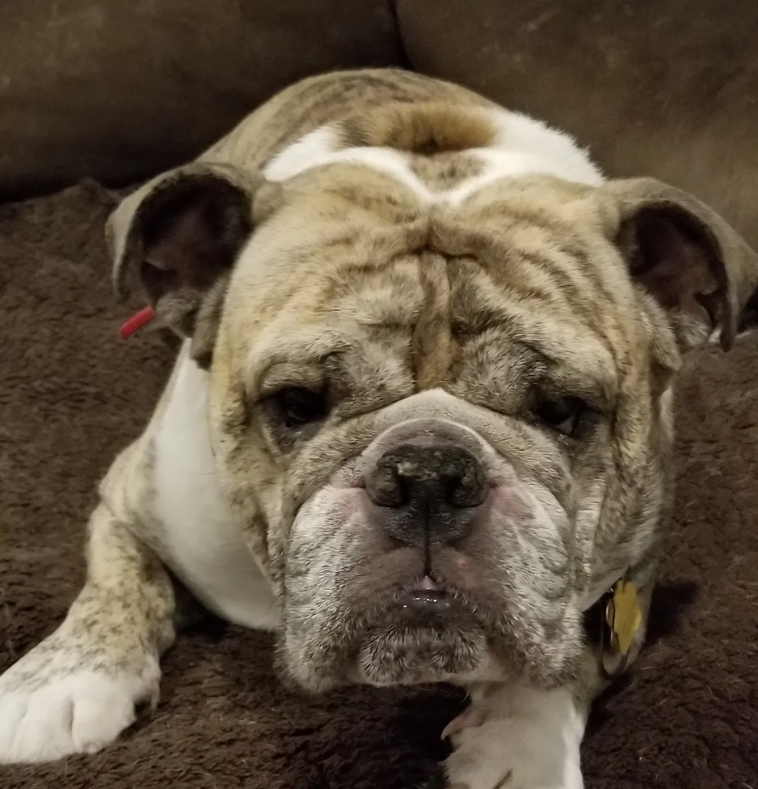 Lost dog in Federal Way, WA, 98023