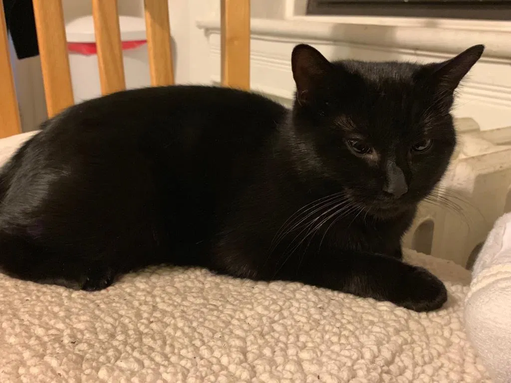 Lost cat in Davis, CA, 95616