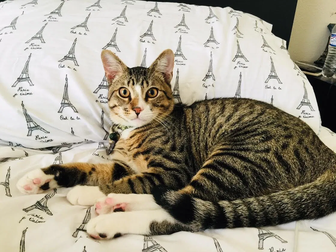 Lost cat in Missouri City, TX, 77459