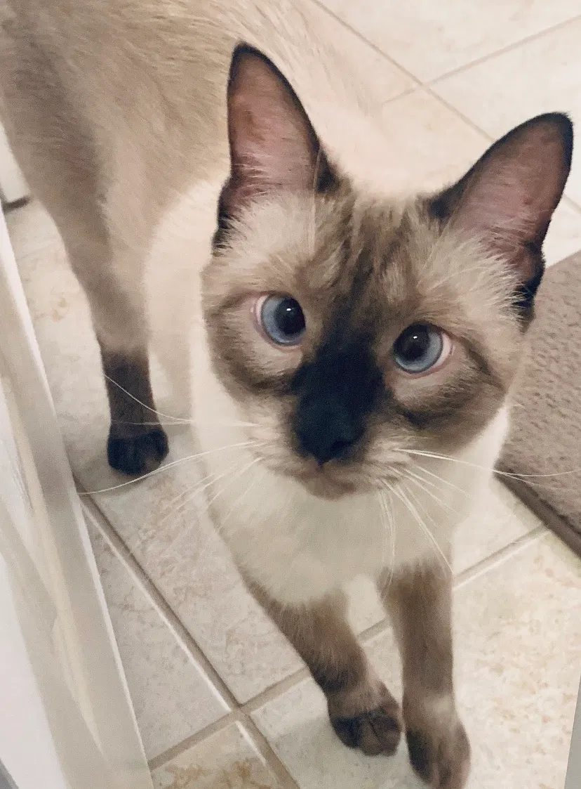 Lost cat in Lincoln, CA, 95648