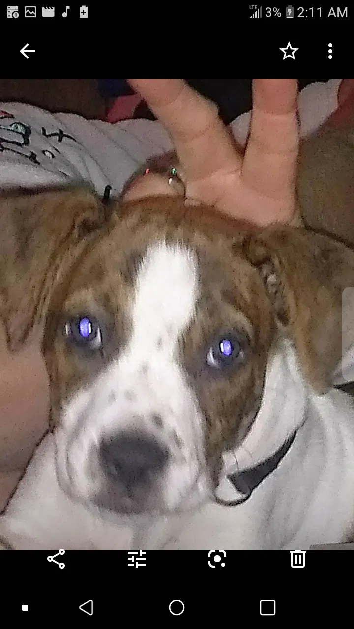 Lost dog in Killeen, TX, 76543