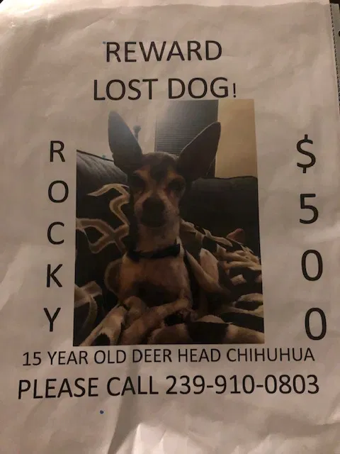 Lost dog in Cape Coral, FL, 33914