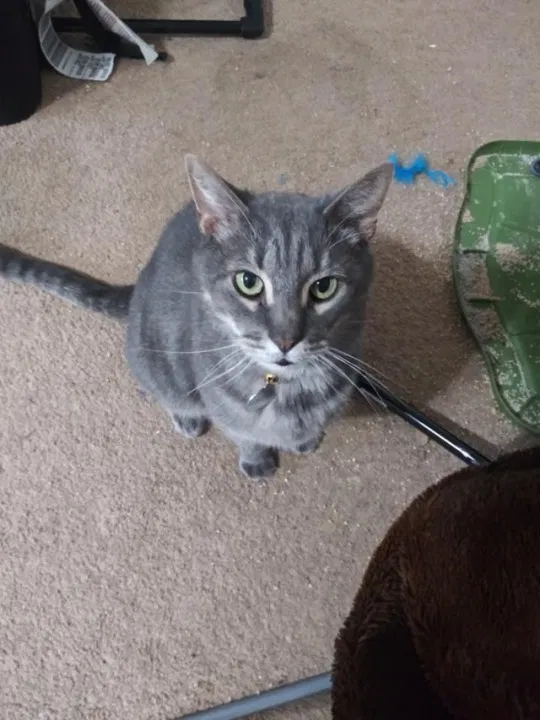 Lost cat in Spring, TX, 77386