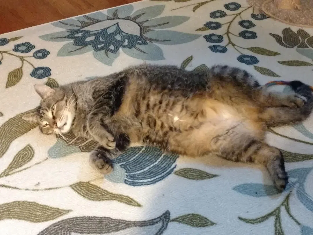 Lost cat in Muskegon, MI, 49445