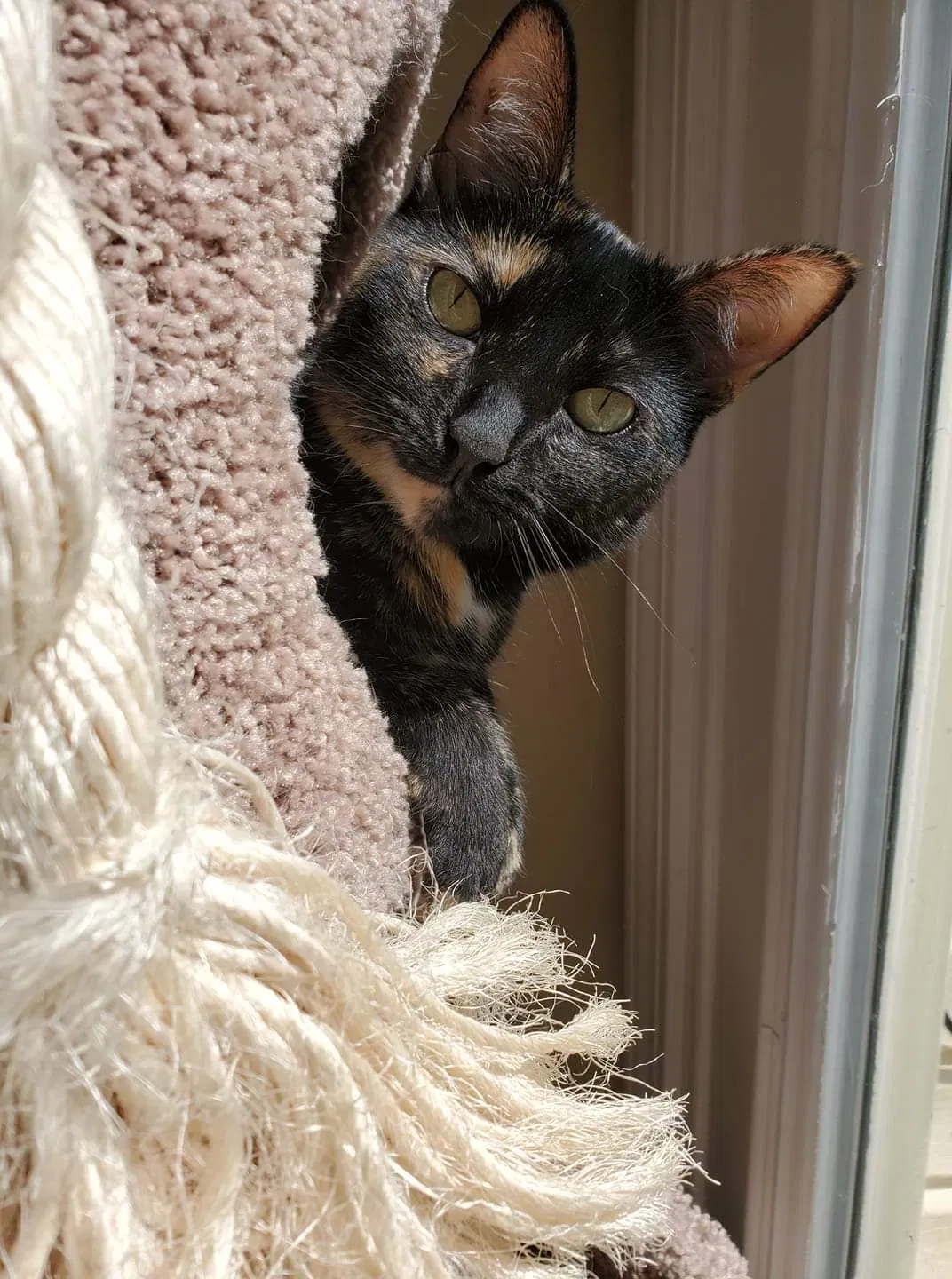 Lost cat in Lexington, KY, 40515