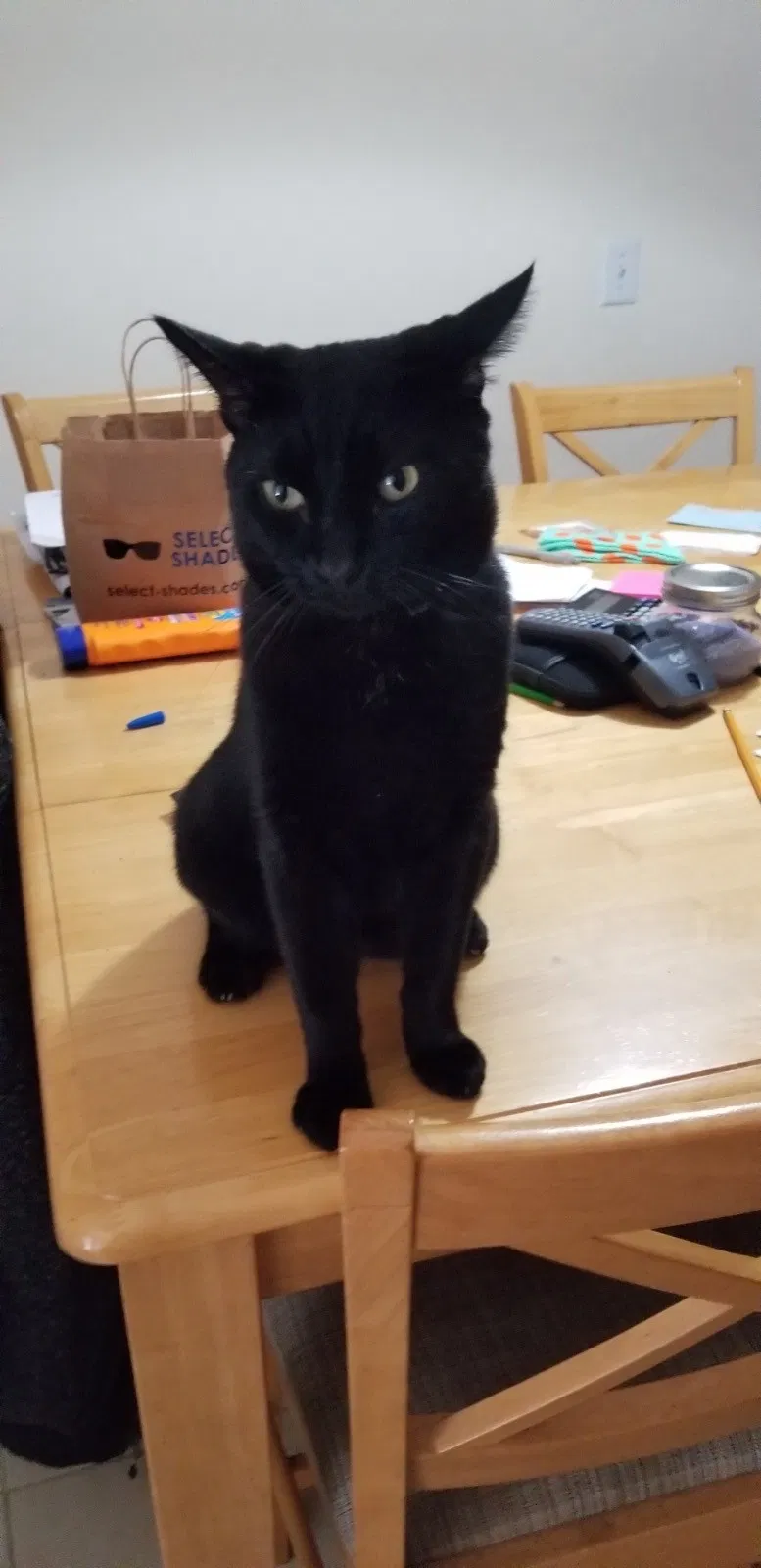 Lost cat in Douglasville, GA, 30134