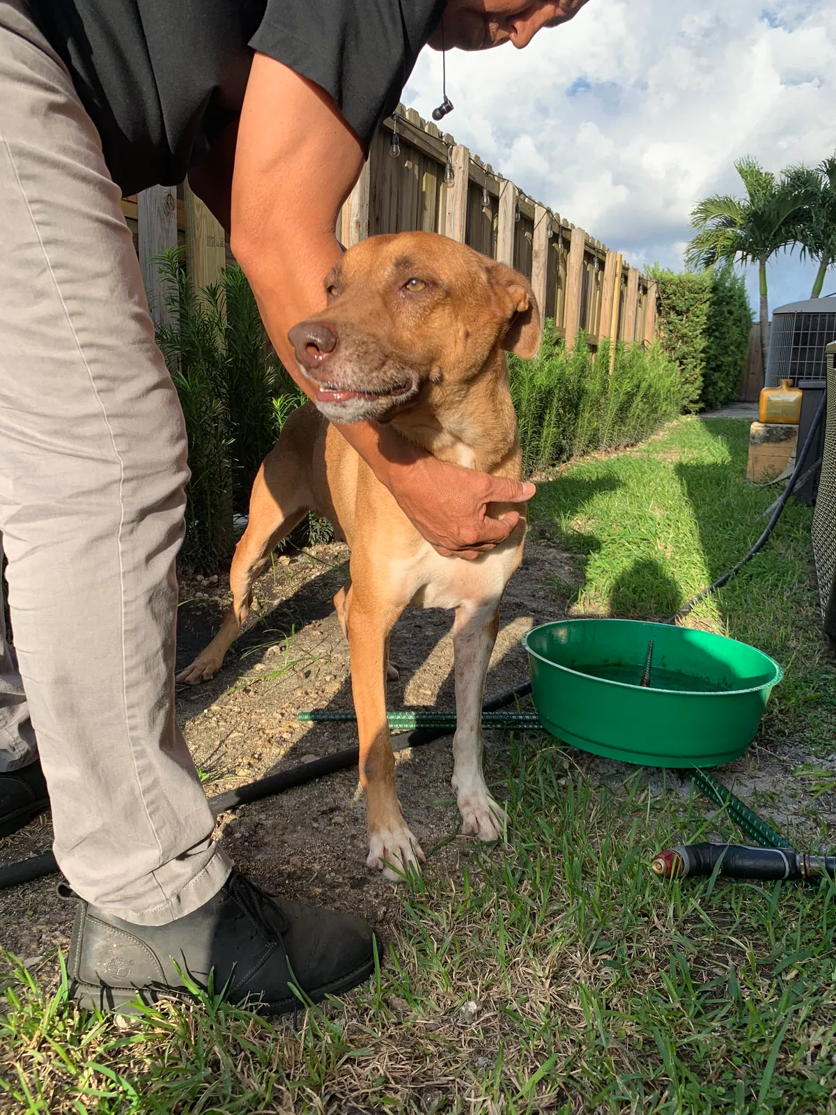 Found dog in Miami, FL, 33185