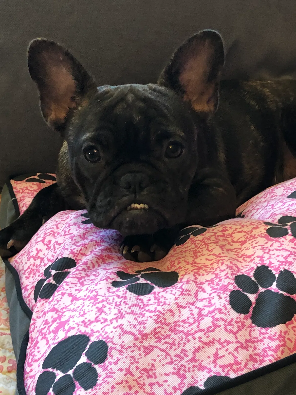 Lost dog in Rosemount, MN, 55068