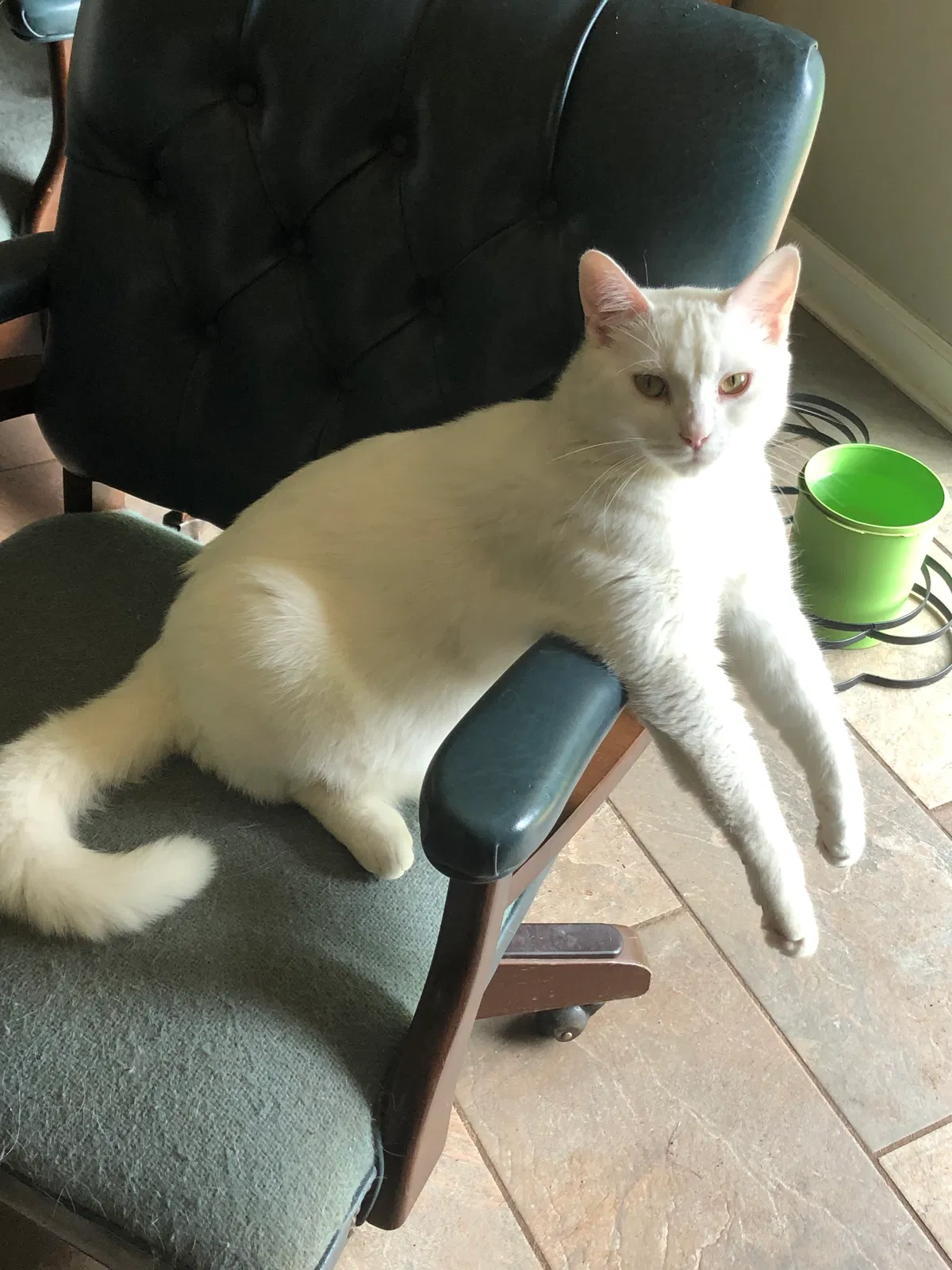 Lost cat in Marietta, GA, 30066