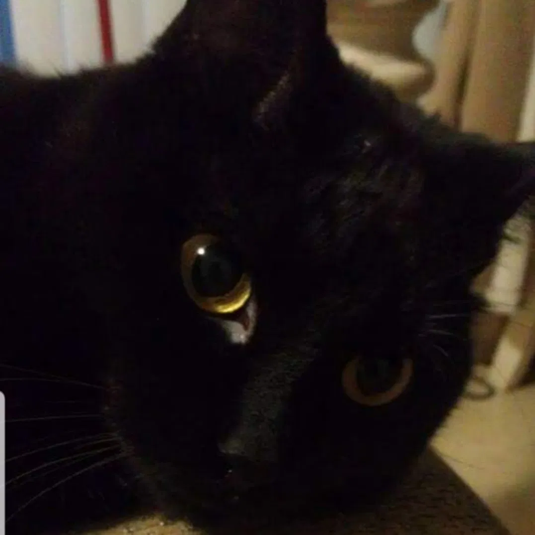 Lost cat in Festus, MO, 63028