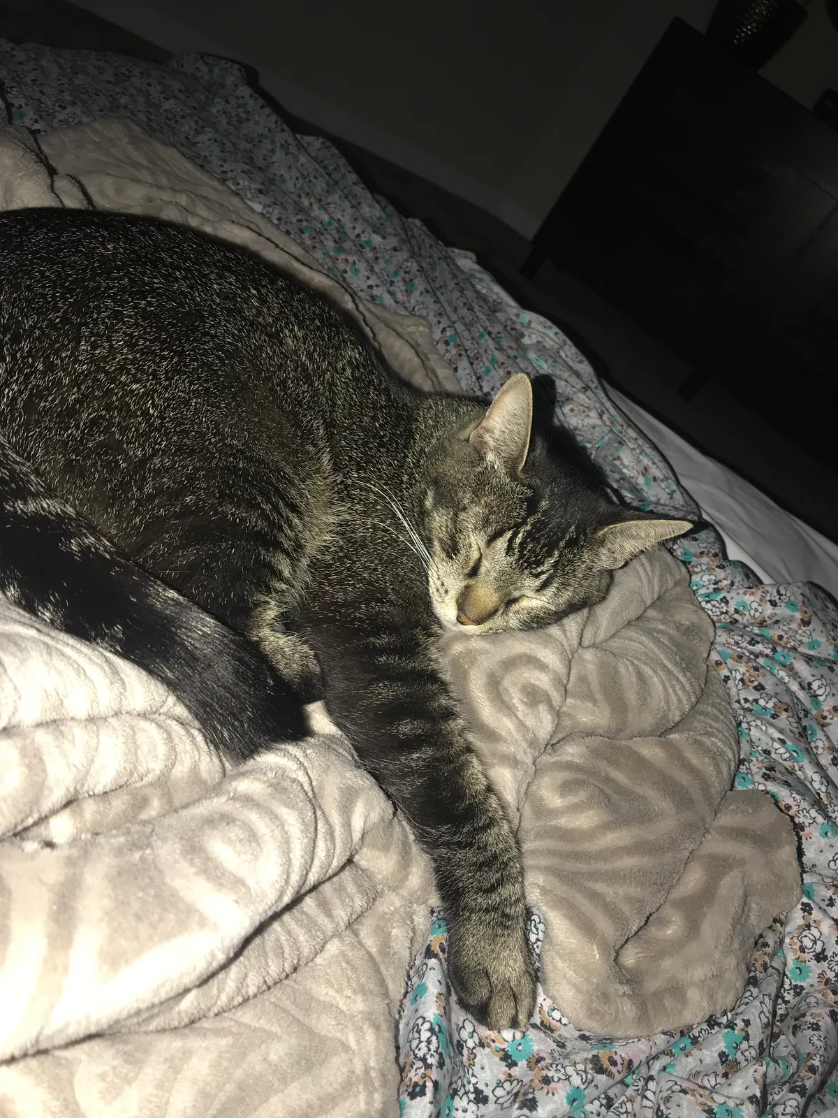 Lost cat in Brentwood, CA, 94513
