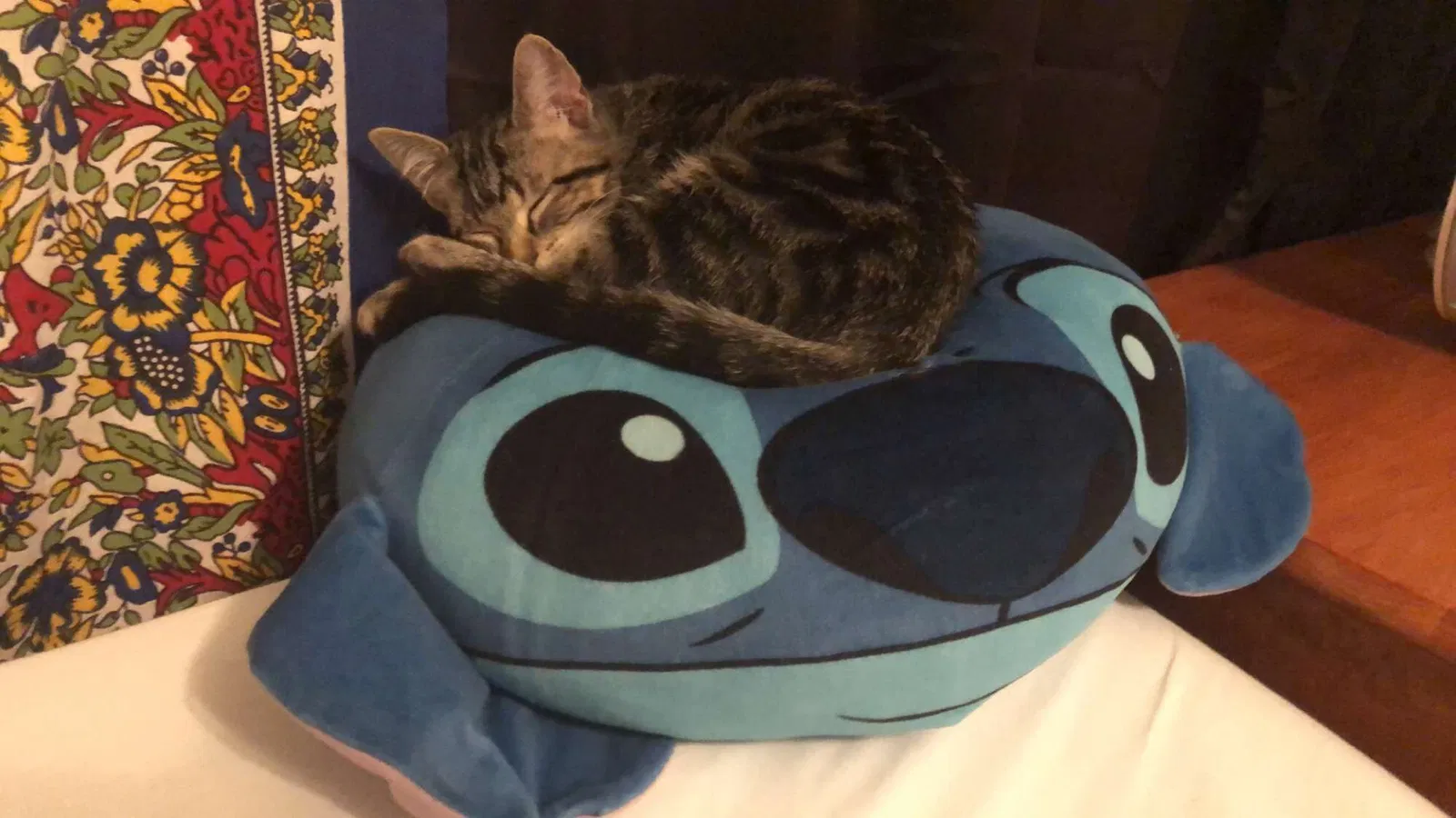 Lost cat in Iowa City, IA, 52240