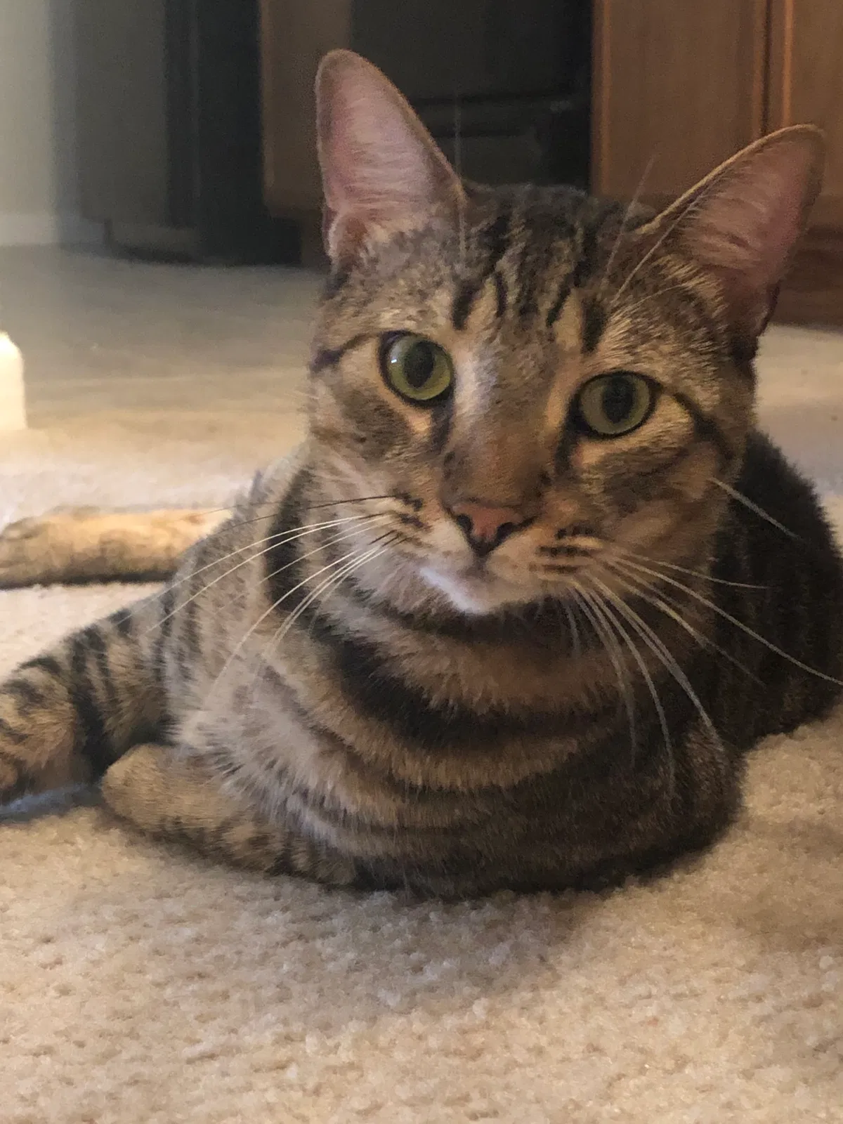Lost cat in Wesley Chapel, FL, 33545