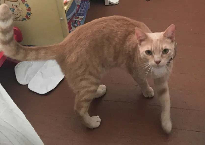 Lost cat in Columbus, OH, 43222
