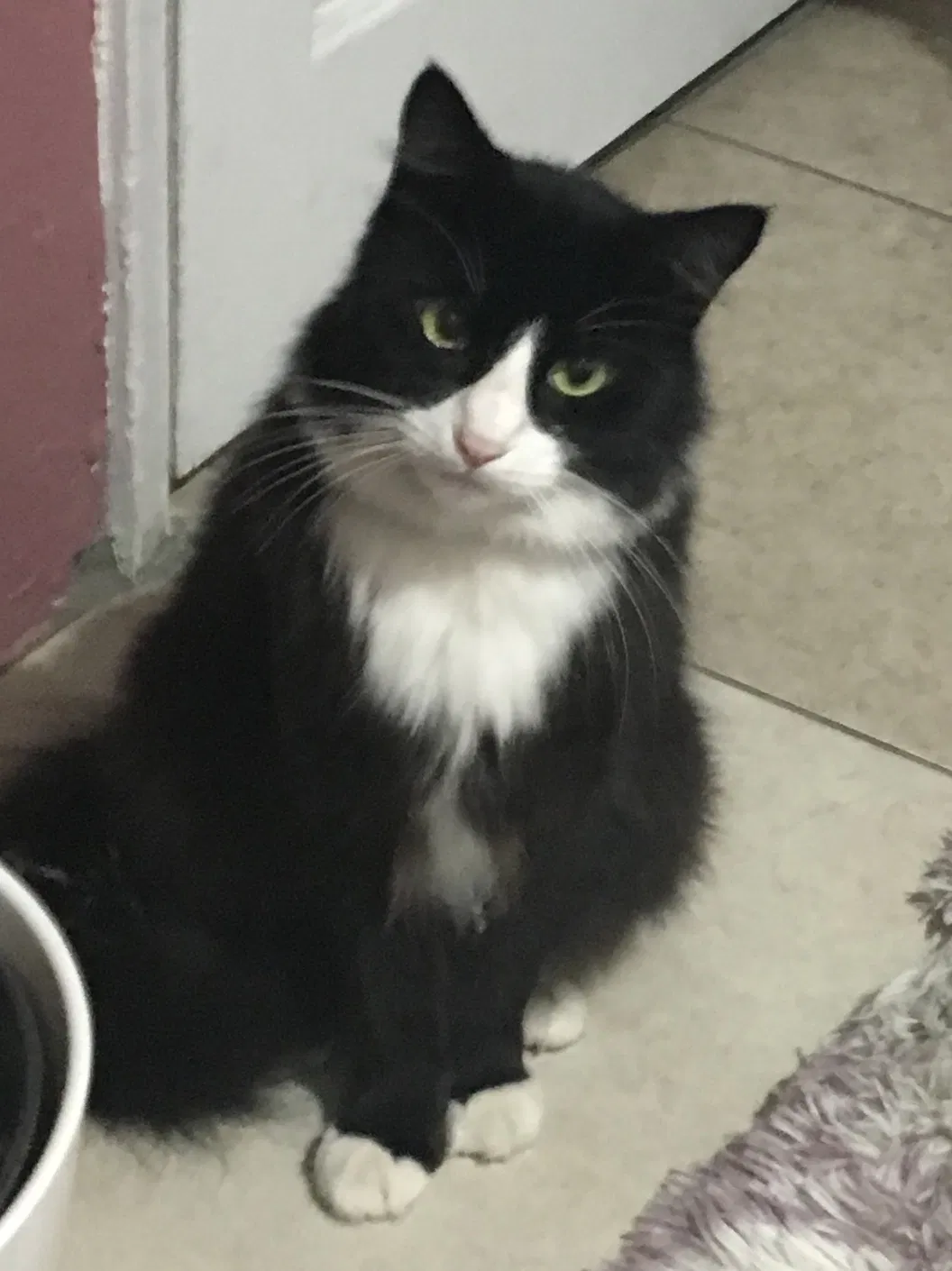 Lost cat in Pomona, CA, 91766