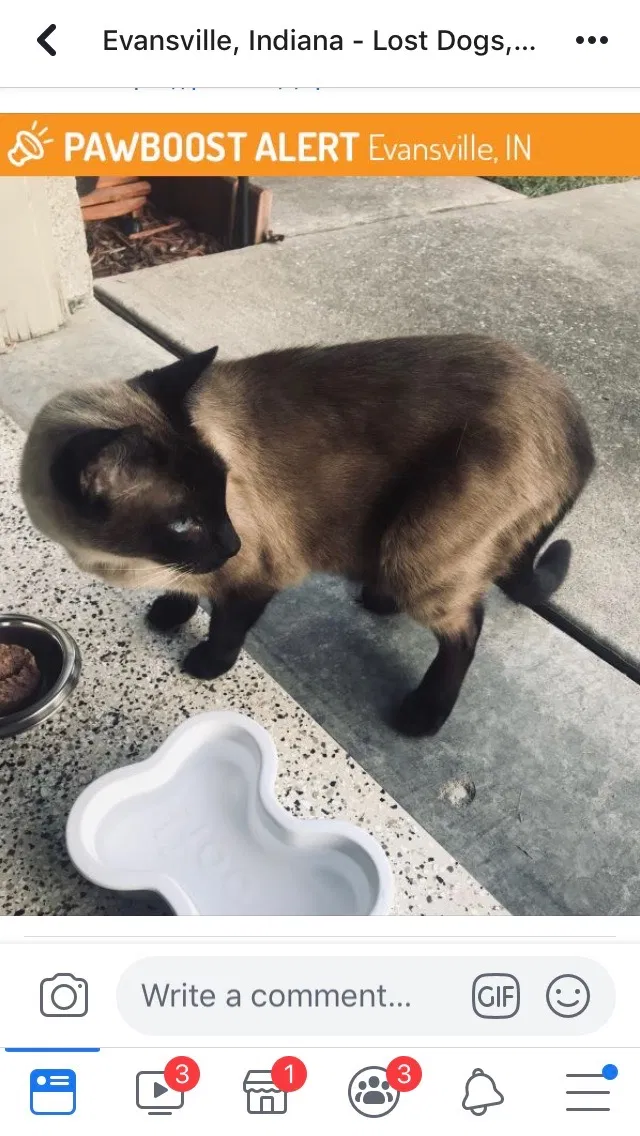 Lost cat in Evansville, IN, 47715