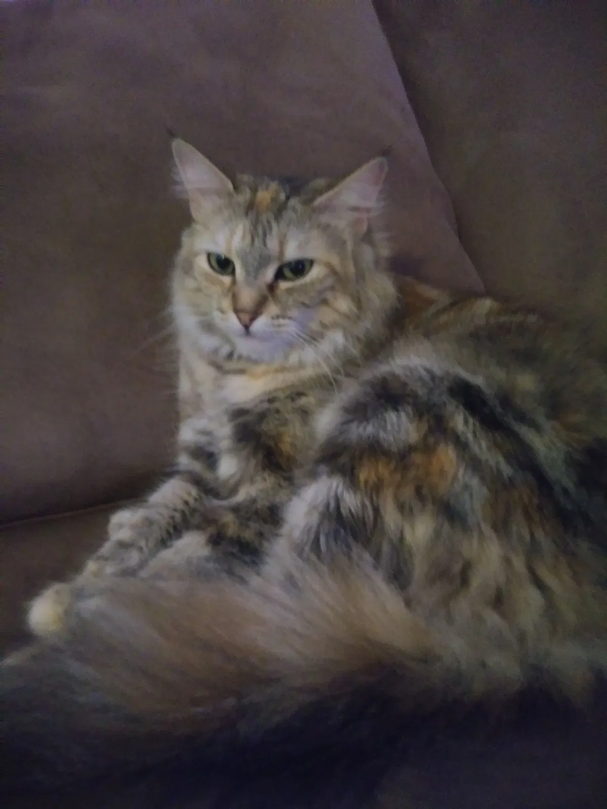 Lost cat in Watkinsville, GA, 30677