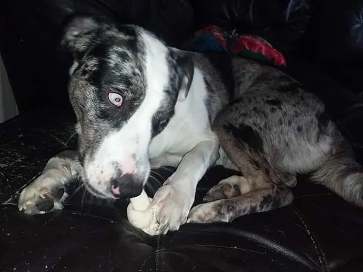 Lost dog in Athens, ME, 4912