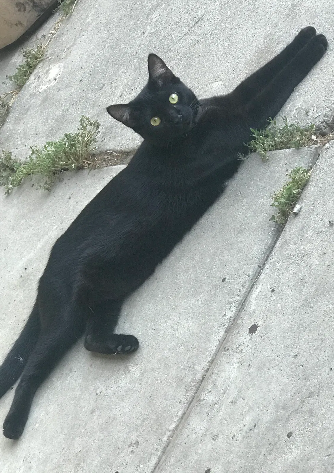Lost cat in West Sacramento, CA, 95605