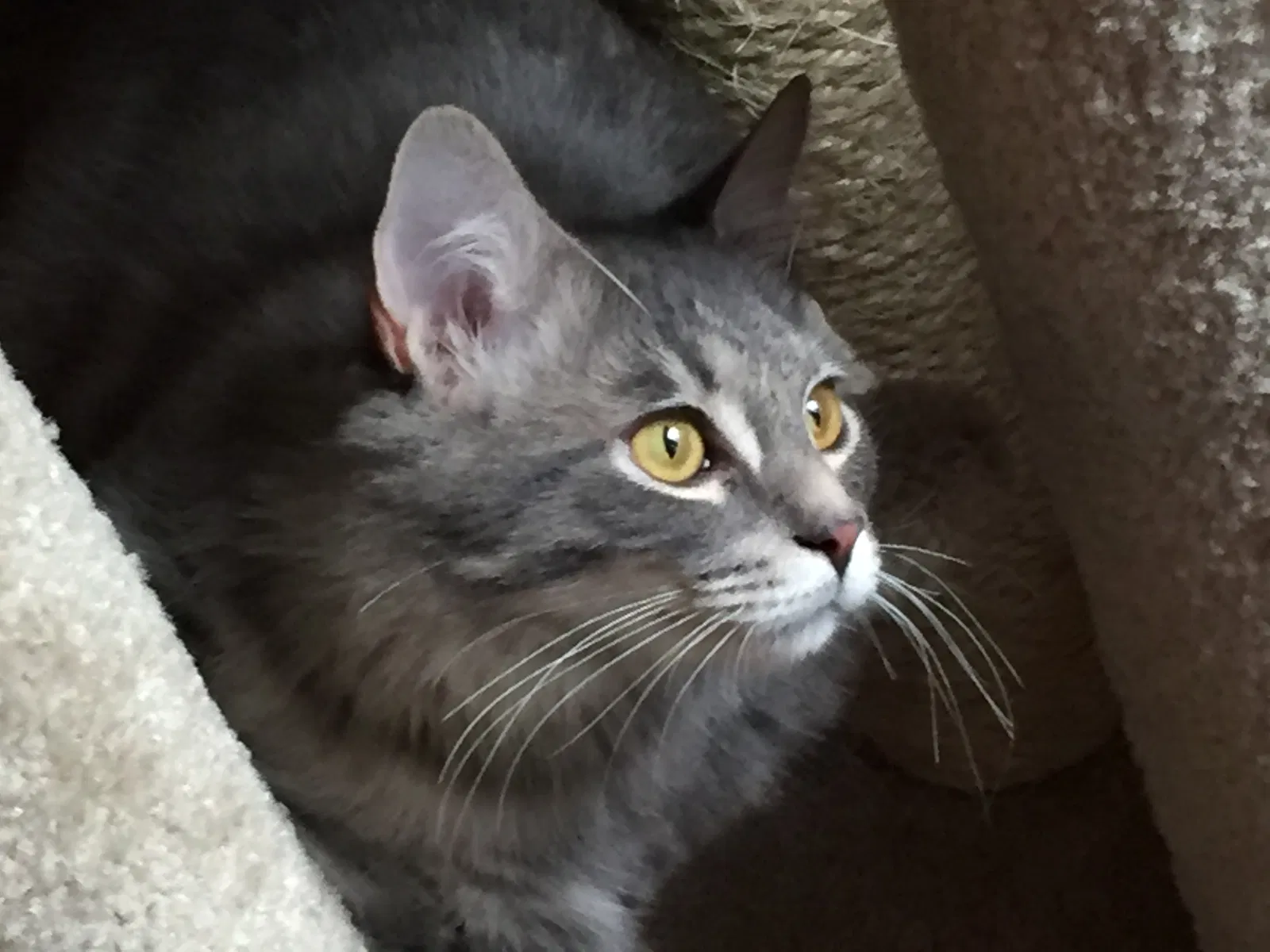 Lost cat in Asheville, NC, 28805