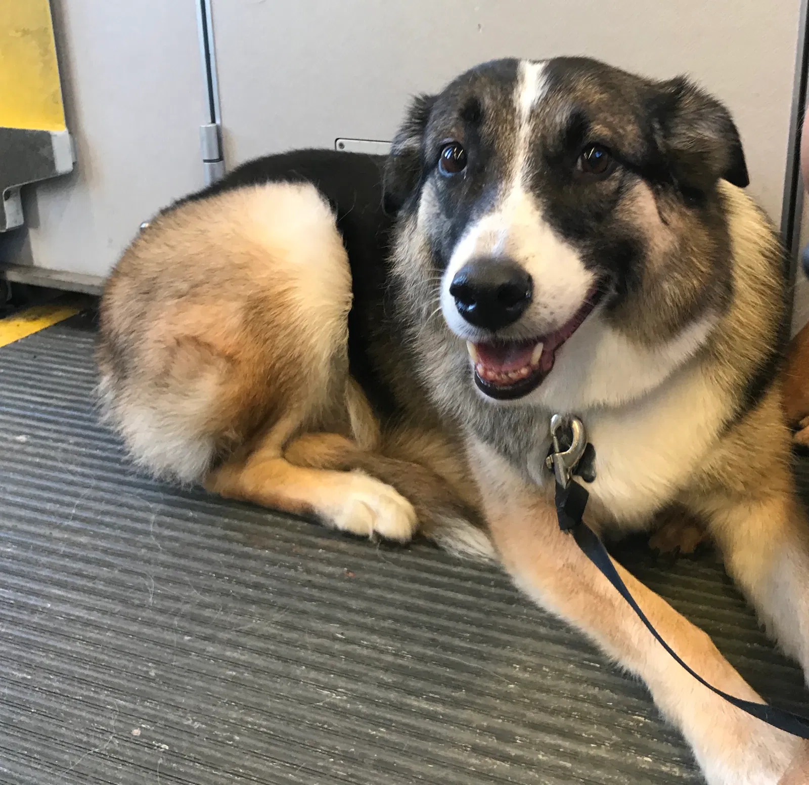 Lost dog in Denver, CO, 80223