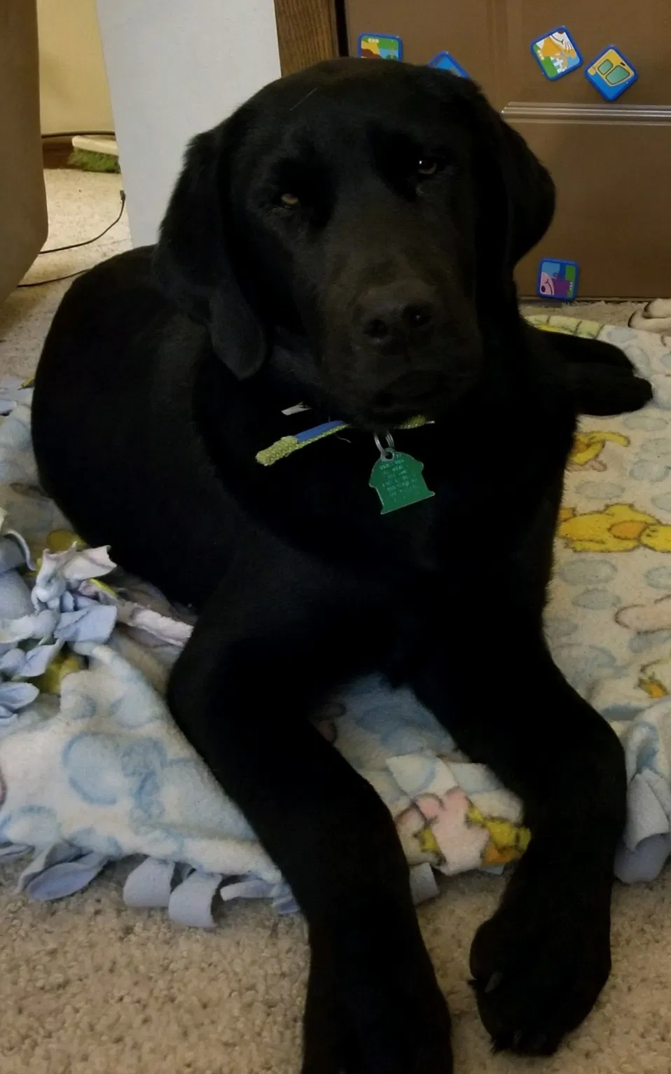 Lost dog in Lamoure, ND, 58458