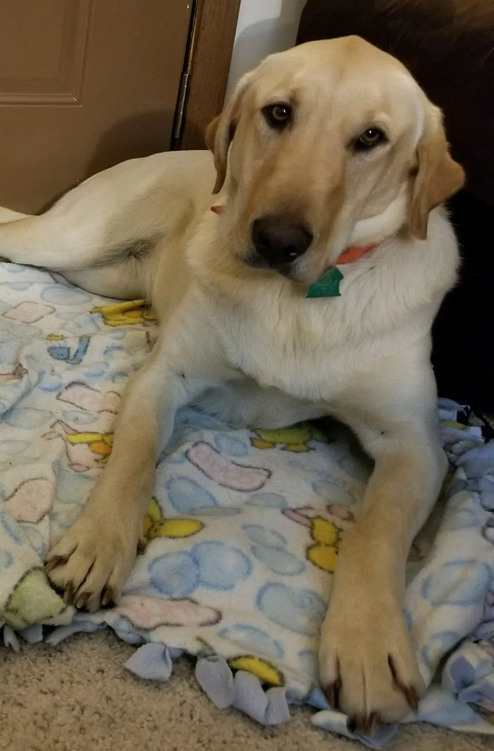 Lost dog in Lamoure, ND, 58458