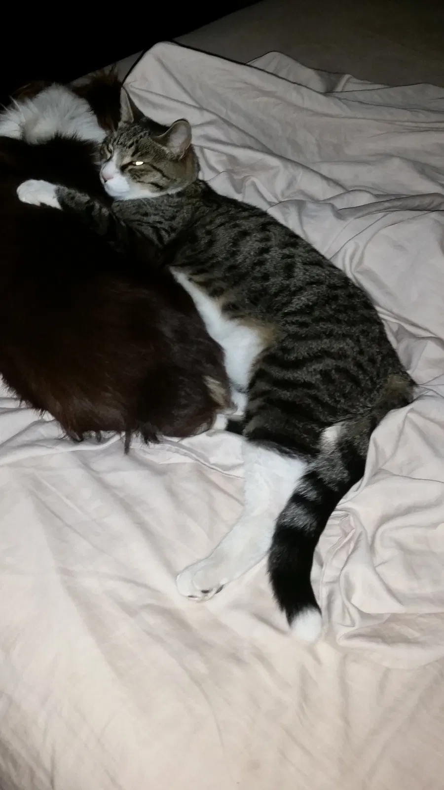 Lost cat in Turlock, CA, 95382