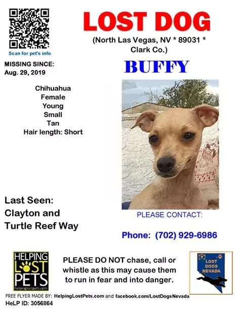 Lost dog in North Las Vegas, NV, 89031