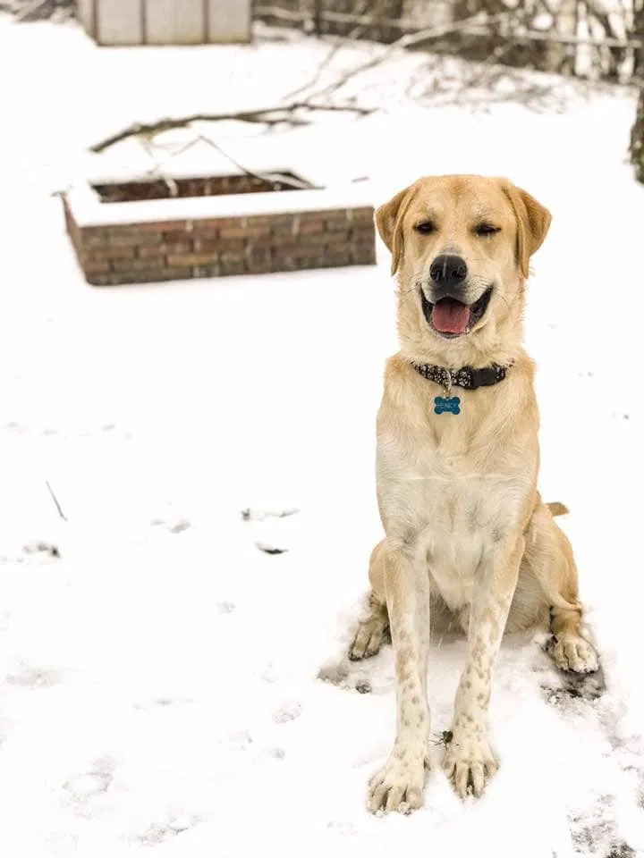 Lost dog in Middletown, OH, 45044