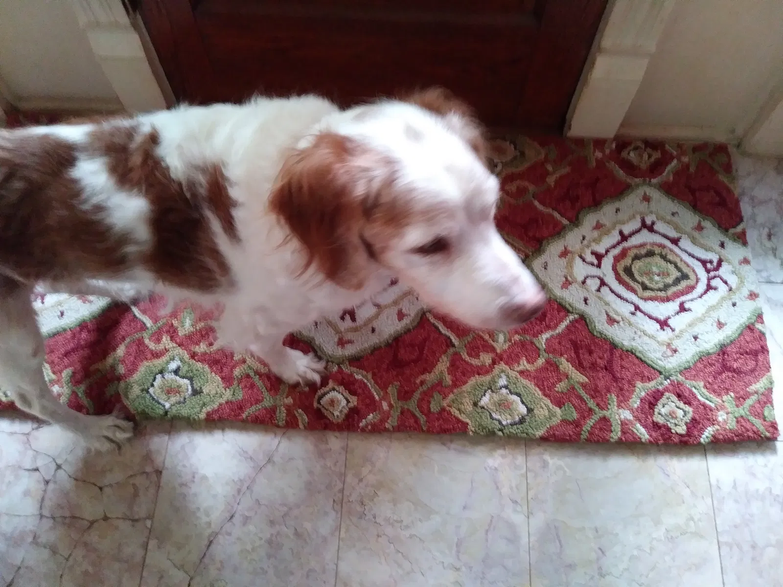 Lost dog in Olathe, KS, 66061