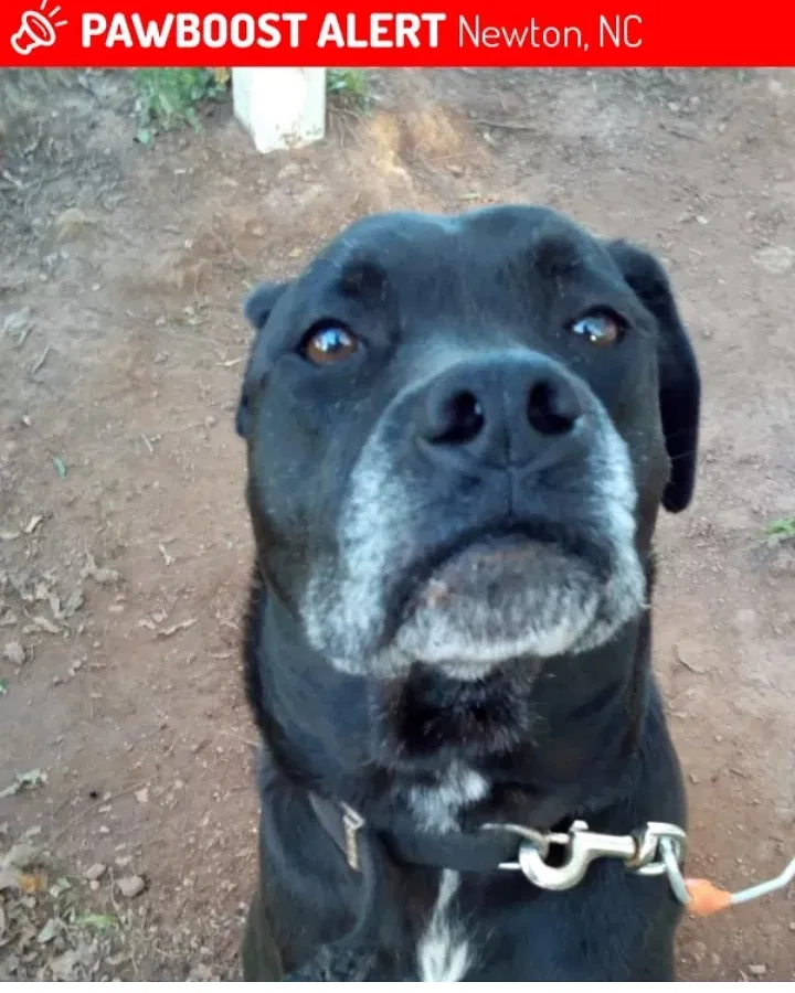 Lost dog in Newton, NC, 28658