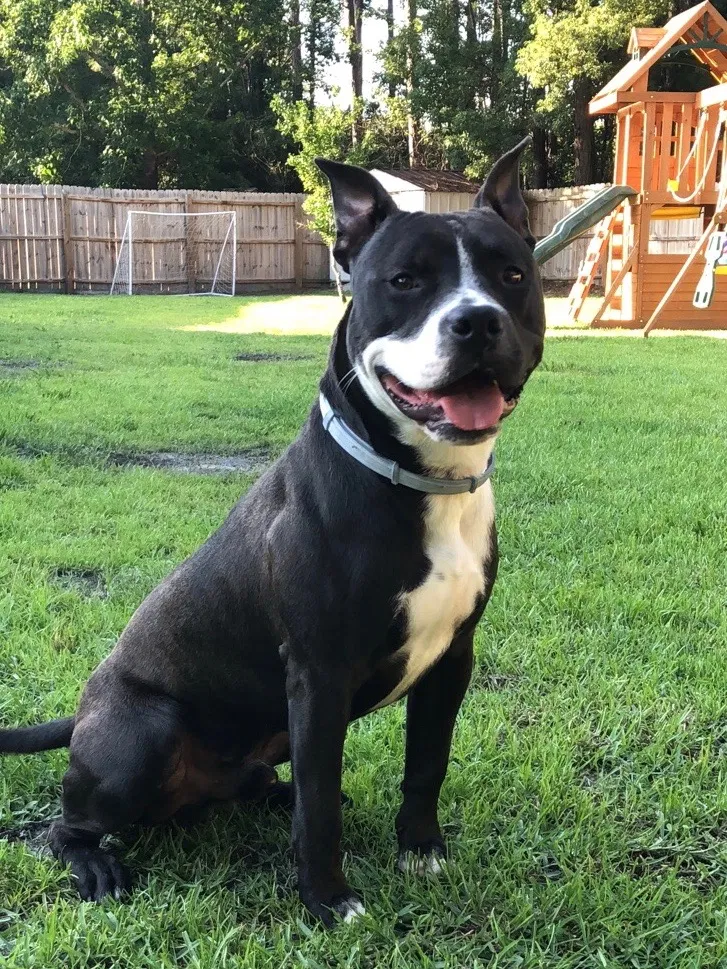 Lost dog in Norfolk, VA, 23513
