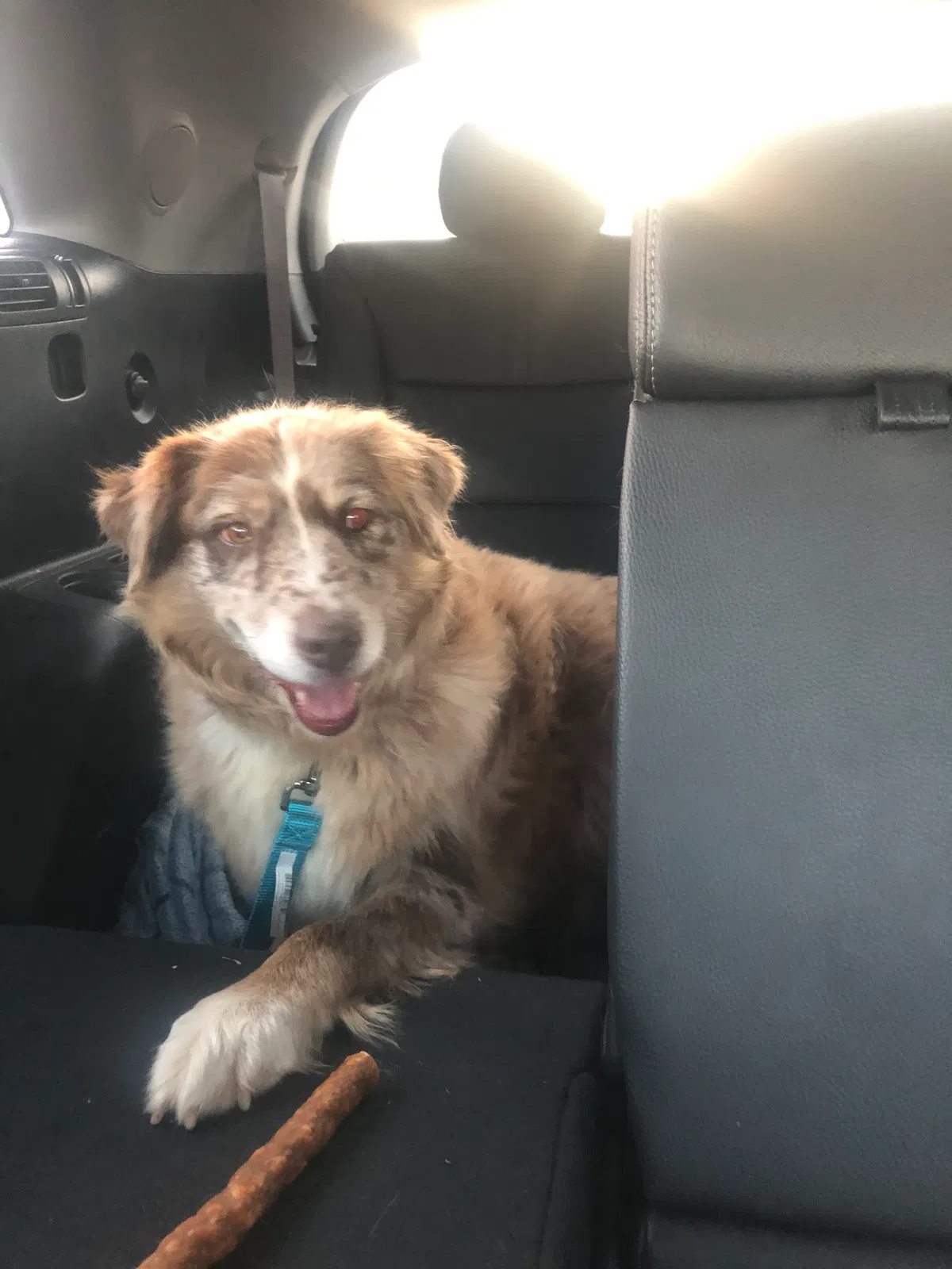 Lost dog in Dublin, OH, 43017