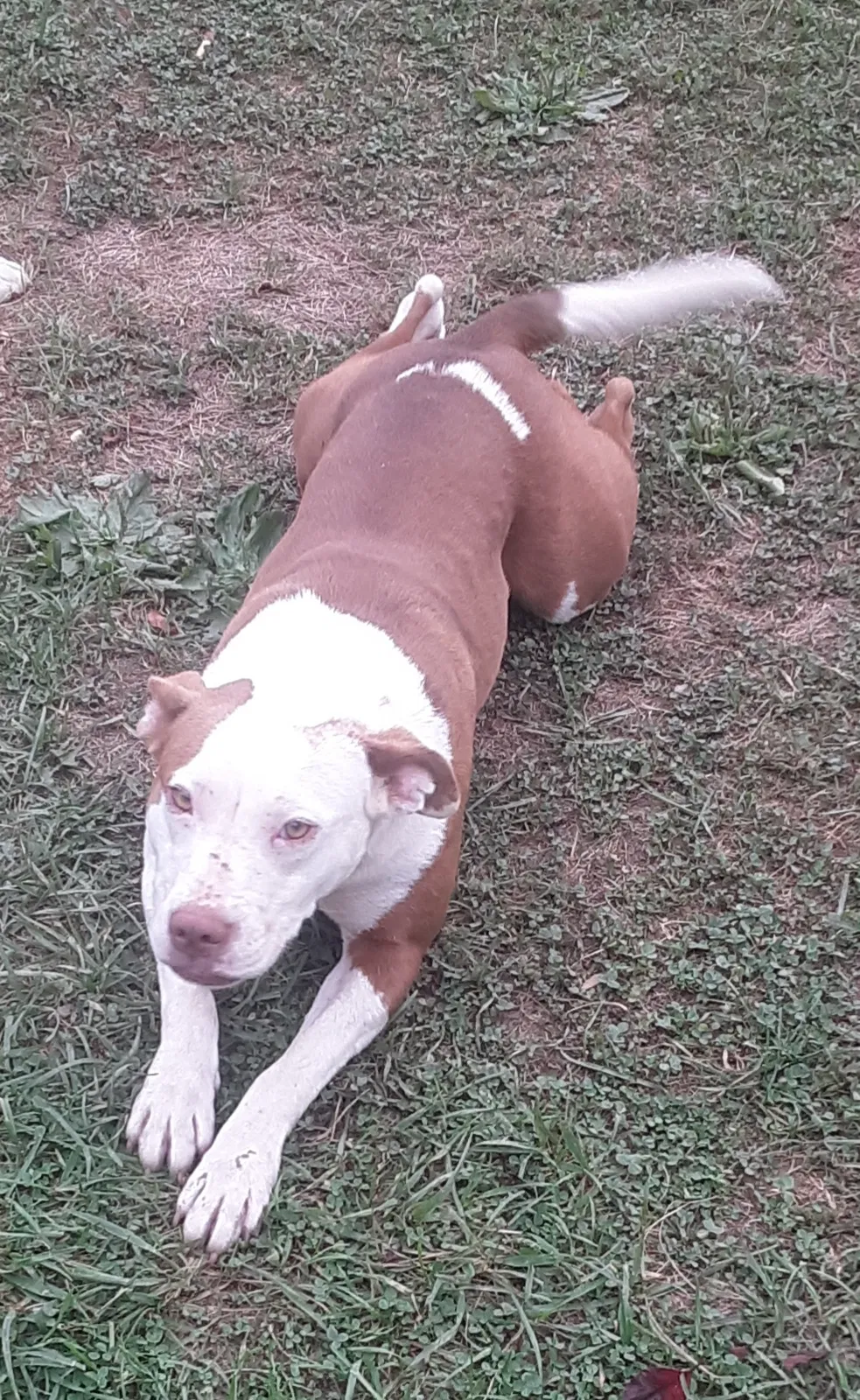 Lost dog in Princeton, WV, 24739