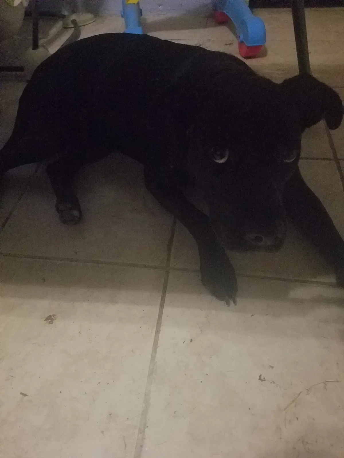 Lost dog in Gastonia, NC, 28052