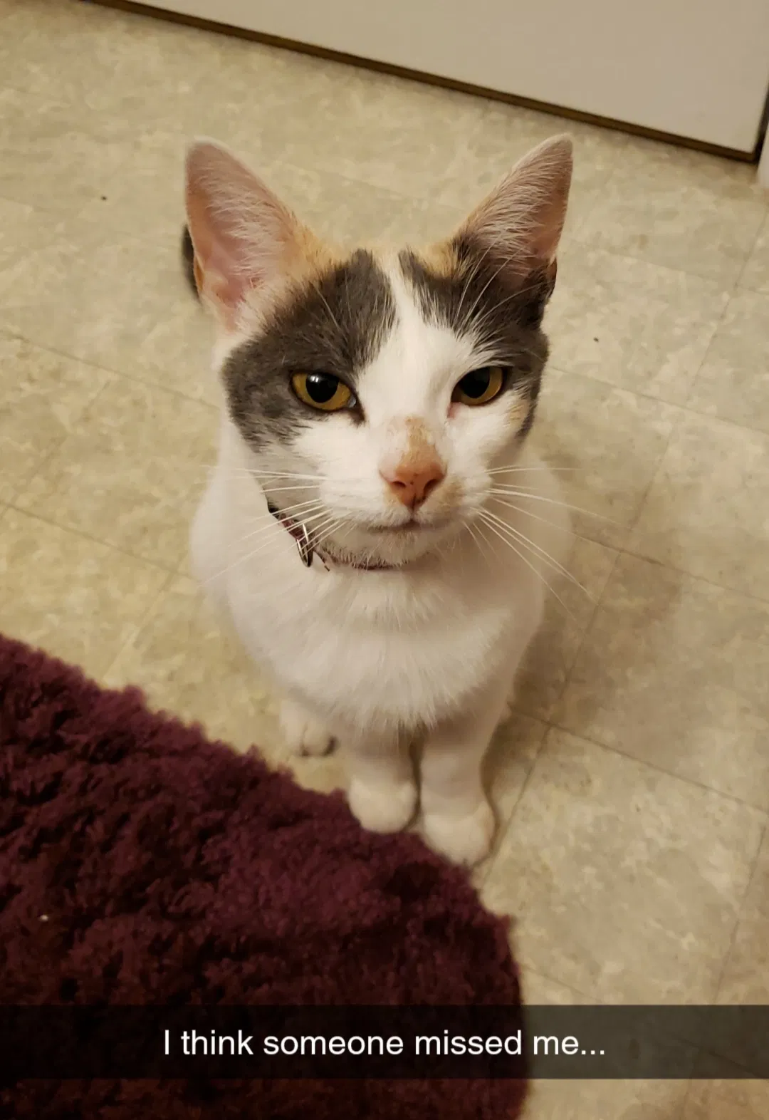 Lost cat in Eidson, TN, 37731