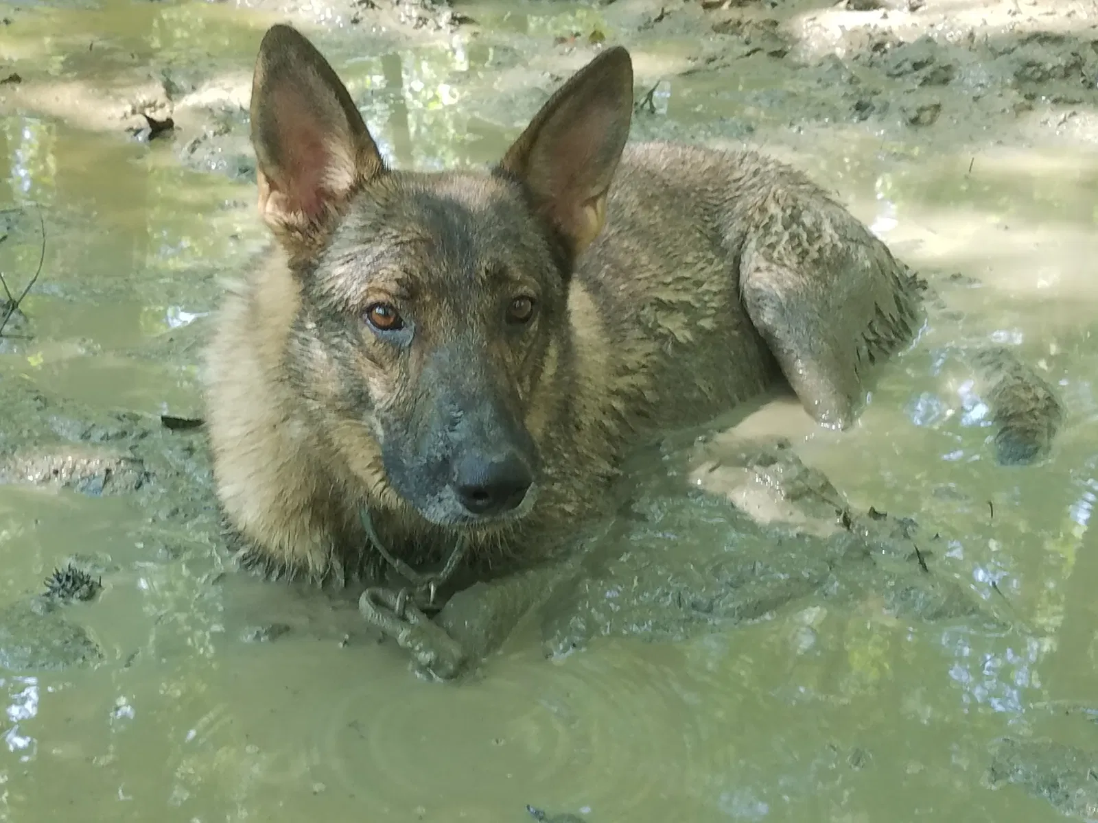 Lost dog in Como, MS, 38619