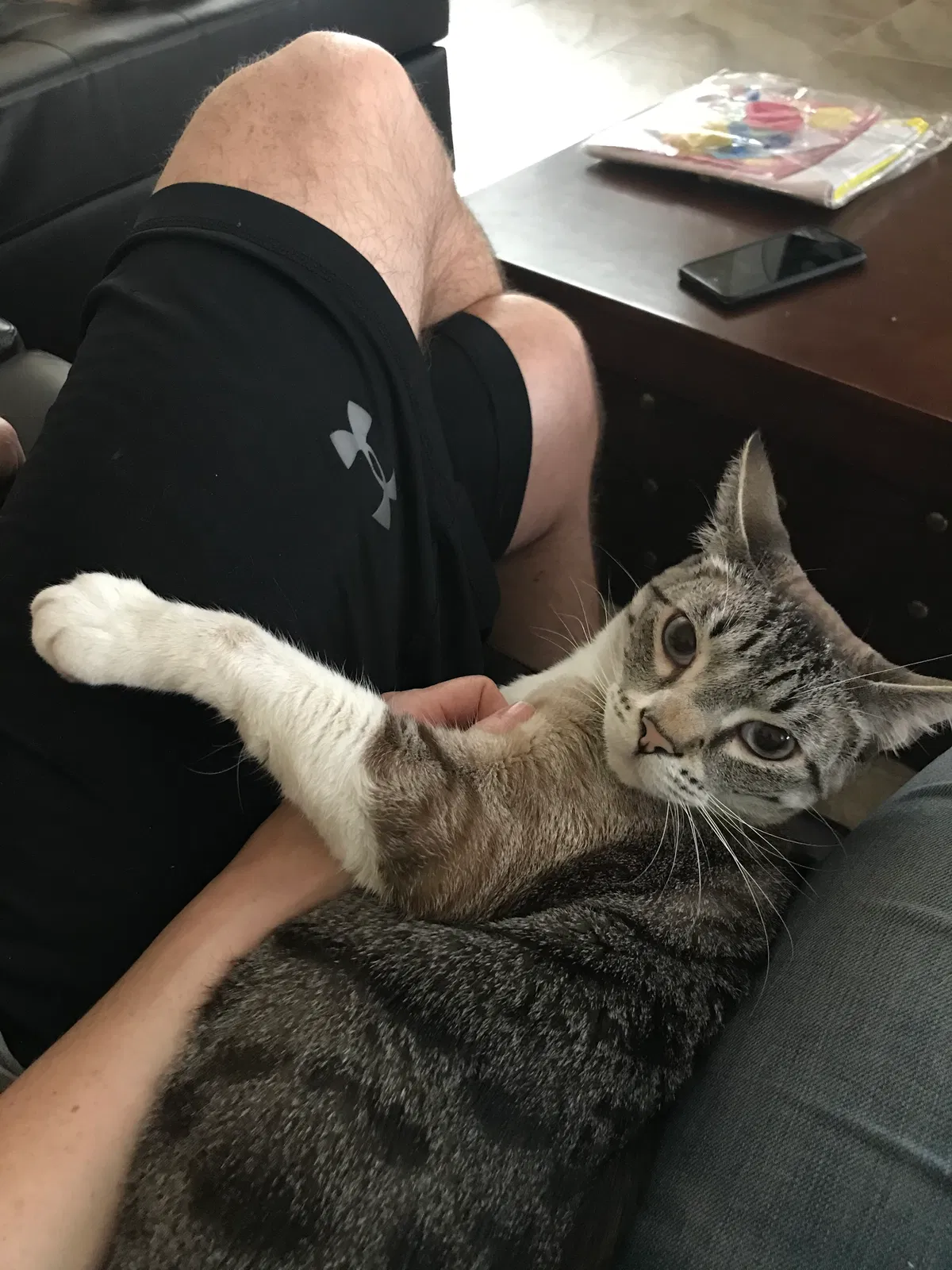Lost cat in Elk Grove, CA, 95624
