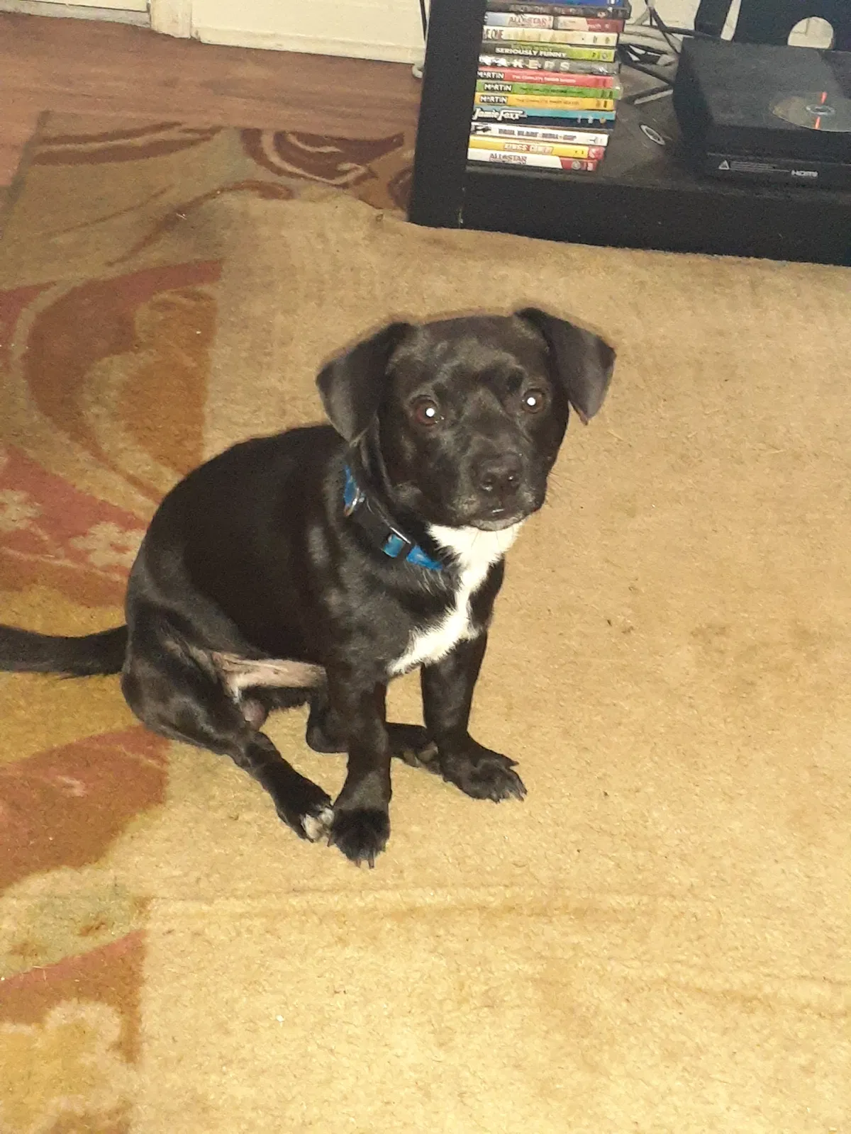 Lost dog in Hickory, NC, 28602