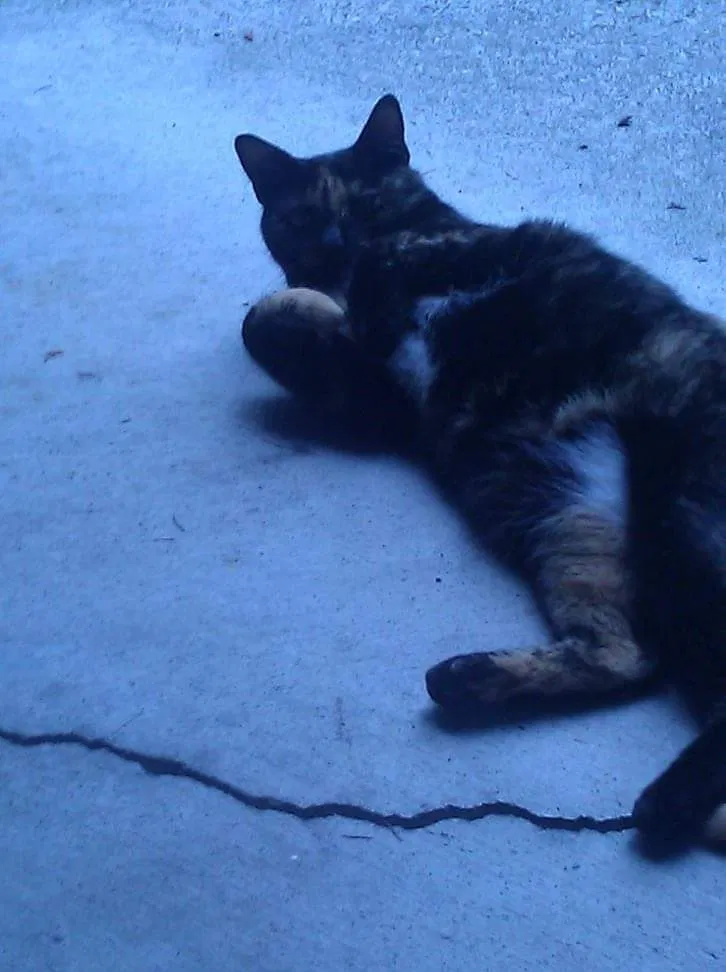 Lost cat in Puyallup, WA, 98372