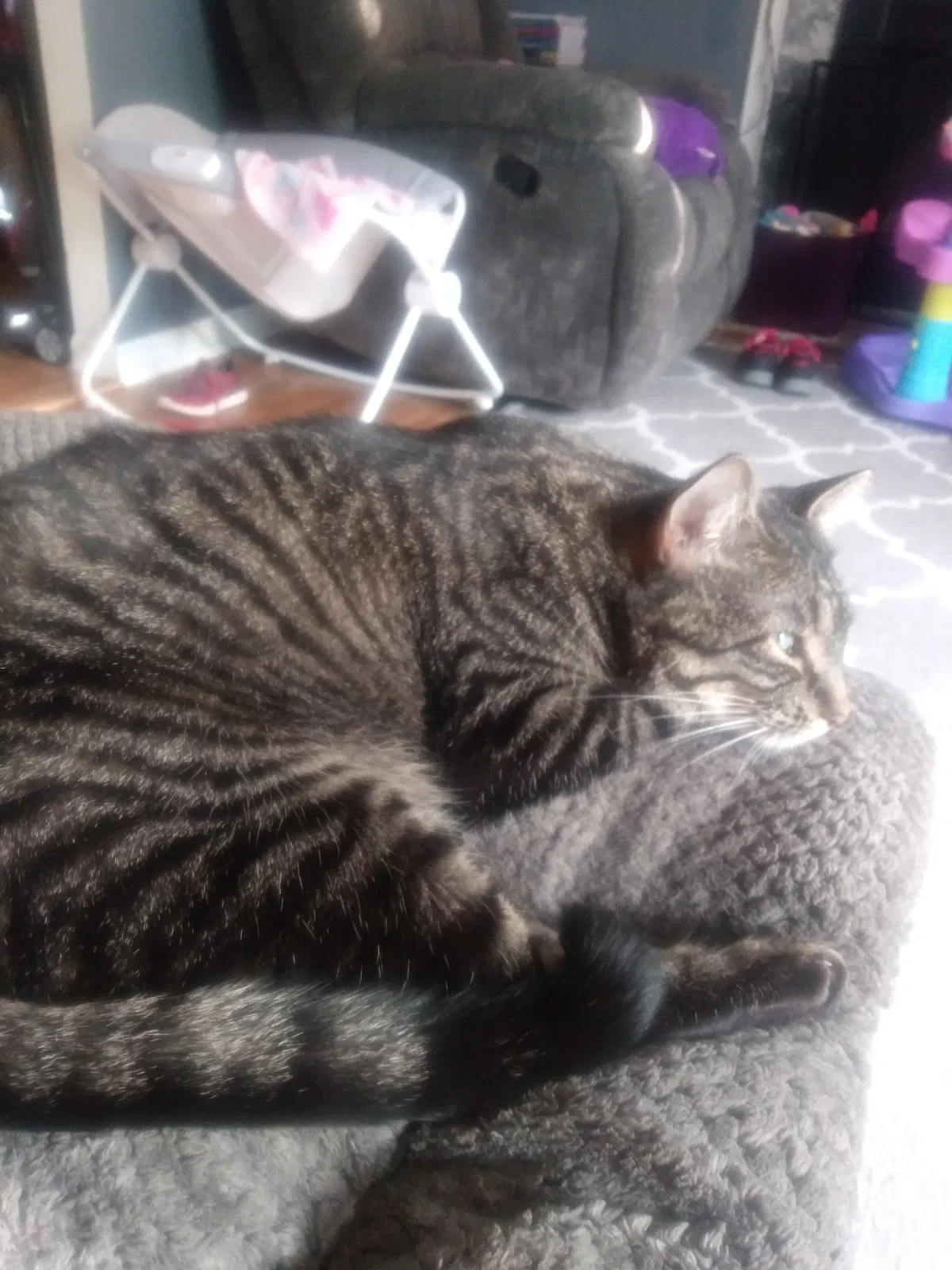 Lost cat in Imperial, MO, 63052