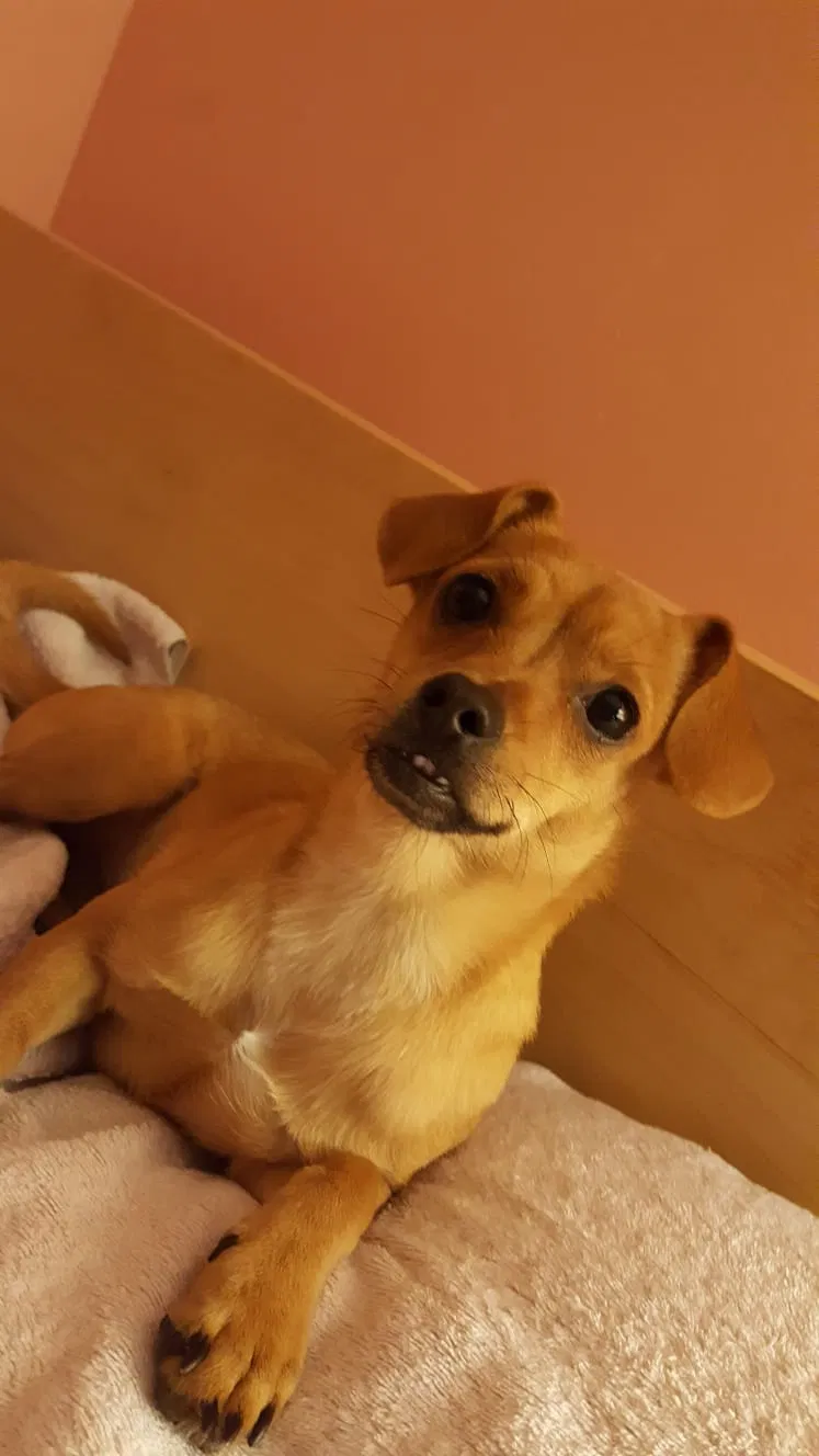 Lost dog in Ridgewood, NY, 11385
