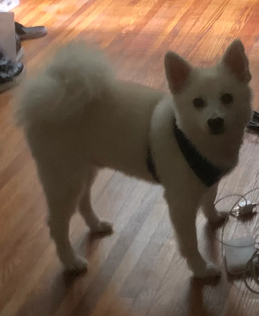 Lost dog in Jackson Heights, NY, 11372