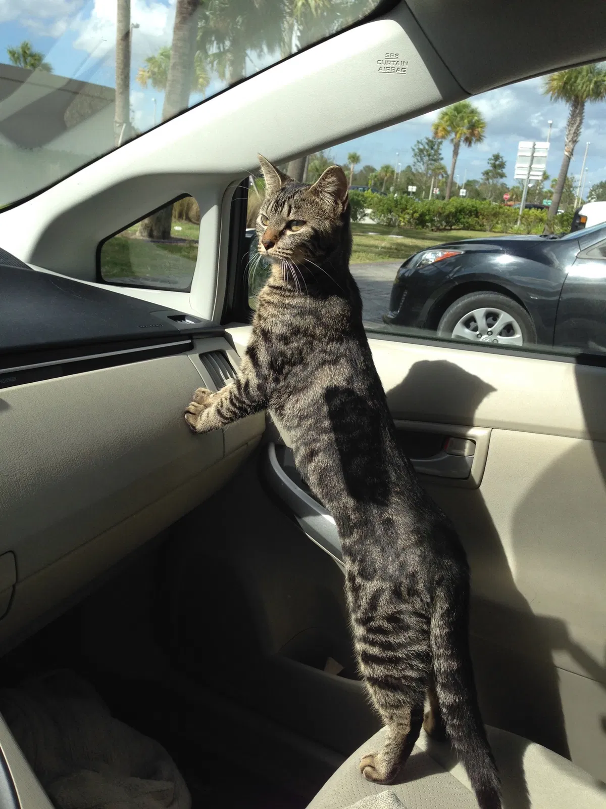 Lost cat in Winter Garden, FL, 34787