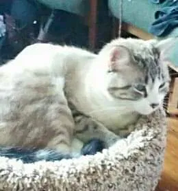Lost cat in Epsom, NH, 3234