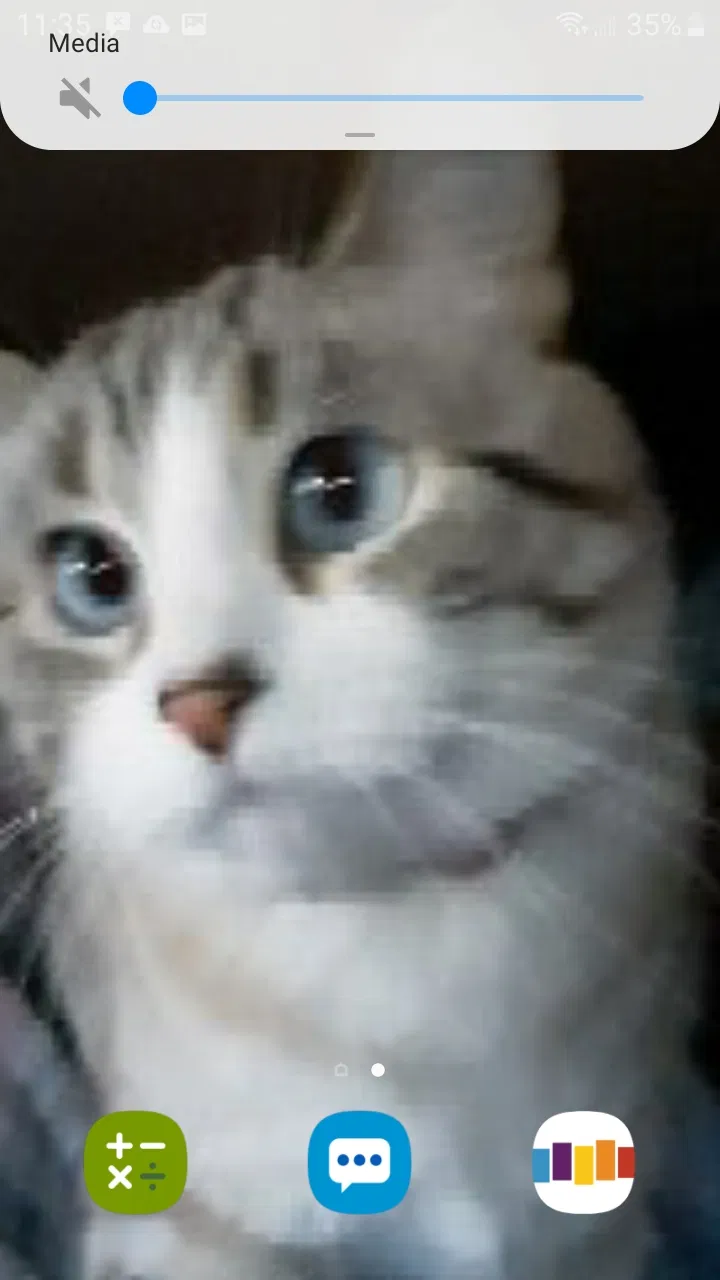 Lost cat in Epsom, NH, 3234