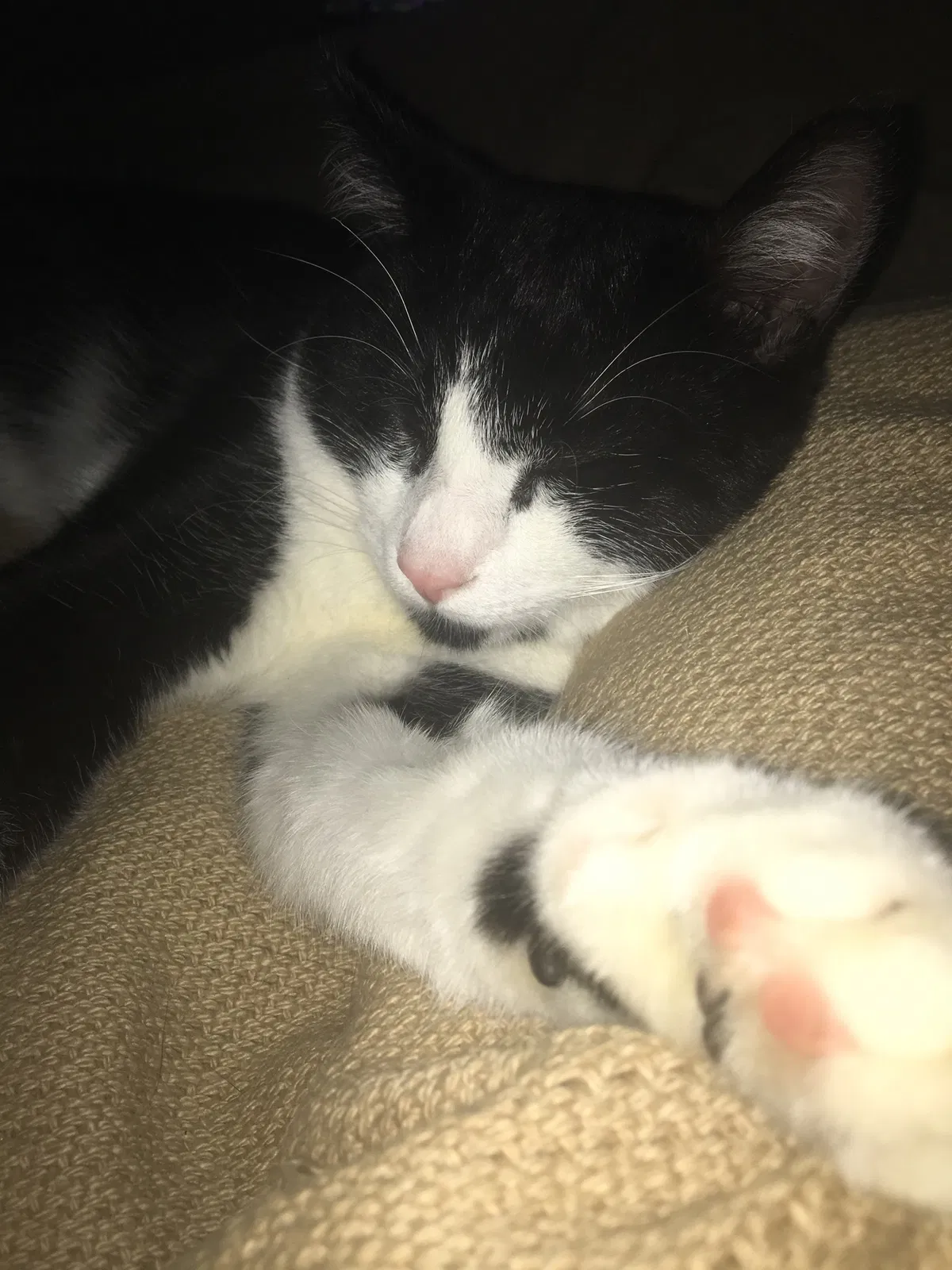 Lost cat in Talking Rock, GA, 30175