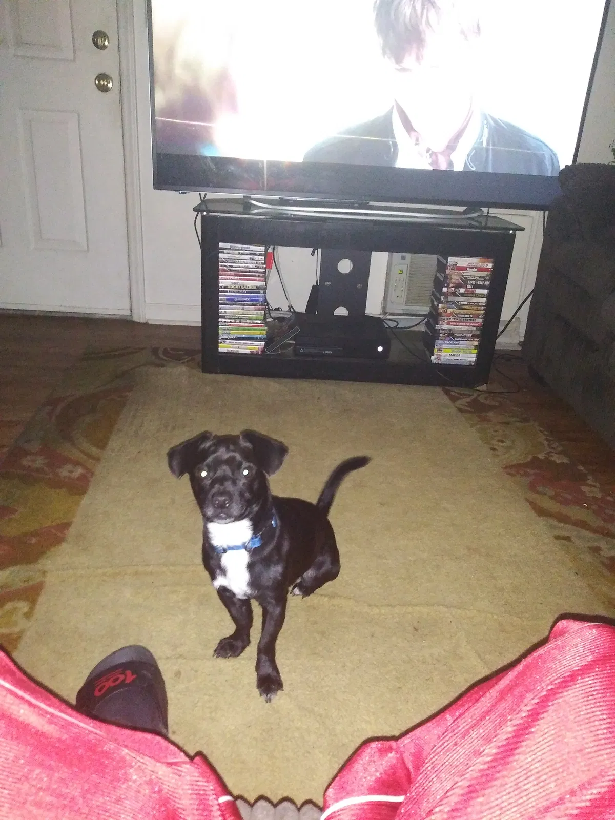 Lost dog in Hickory, NC, 28601