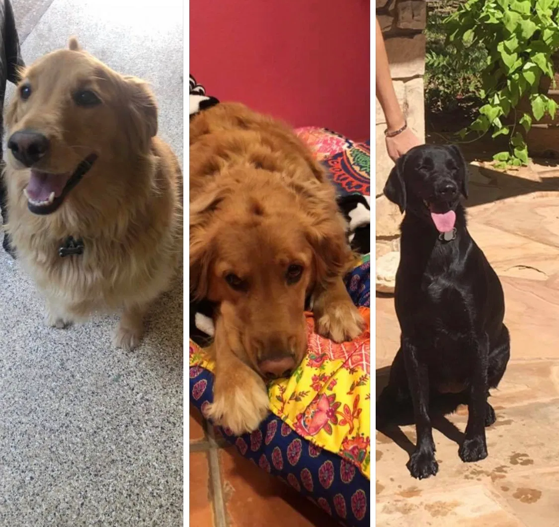 Lost dog in Midland, TX, 79705